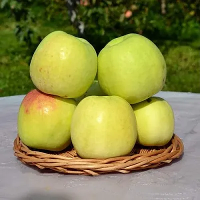 Яблоня БИРСКОЕ ГРУШЕВОЕ (БИЧИК)  Яблоня БИРСКОЕ ГРУШЕВОЕ (БИЧИК) в Кемерово