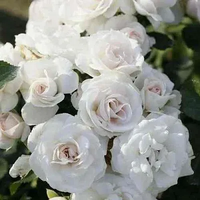 Саженцы роз АСПИРИН флорибунда в Кемерово