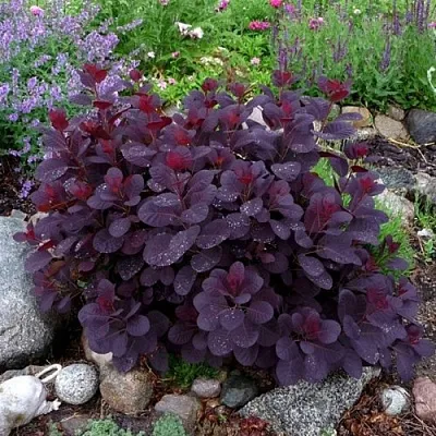 Скумпия РОЯЛ ПЕРПЛ кожевенная в Кемерово