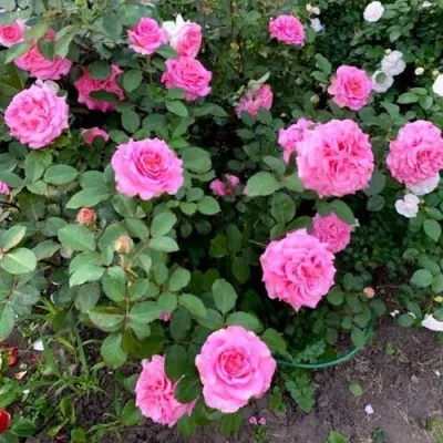 Саженцы роз ЭШЛИ чайно-гибридная — описание сорта Саженцы роз ЭШЛИ чайно-гибридная в Кемерово