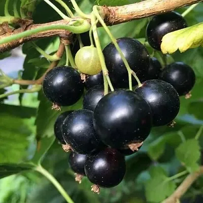 Смородина чёрная ДАБРАДЗЕЯ в Кемерово