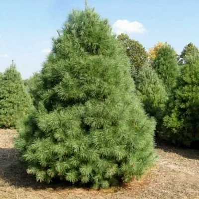 Сосна ВЕЙМУТОВА в Кемерово