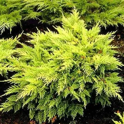 Можжевельник МОРДИГАН ГОЛД средний  Можжевельник МОРДИГАН ГОЛД средний в Кемерово