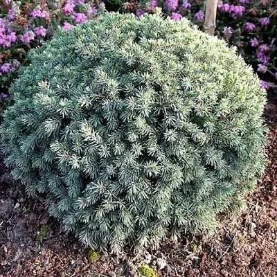 Ель ЭХИНИФОРМИС сизая  Ель ЭХИНИФОРМИС сизая в Кемерово