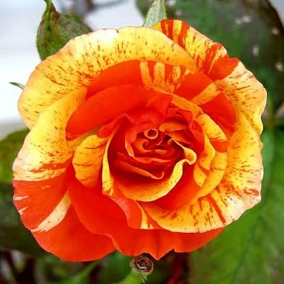 Саженцы роз АПЕЛЬСИН И ЛИМОН флорибунда в Кемерово