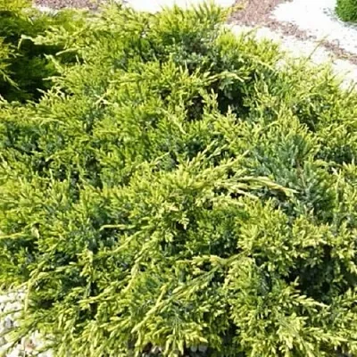 Можжевельник ГОЛД СТАР средний  Можжевельник ГОЛД СТАР средний в Кемерово