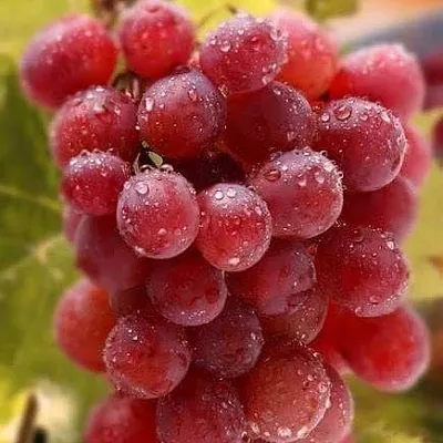 Ранние сорта  Ранние сорта в Кемерово