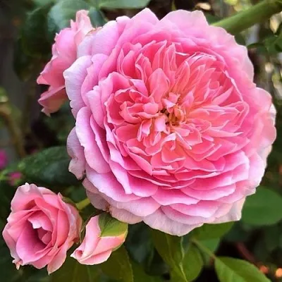 Саженцы роз ФРАНЦУЗСКОЕ ПЛАТЬЕ японская в Кемерово