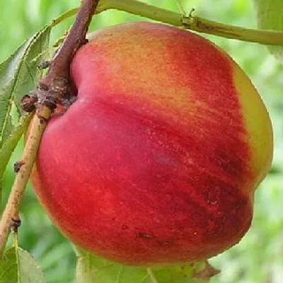 Нектарин СТАРК РЕД ГОЛД  Нектарин СТАРК РЕД ГОЛД в Кемерово