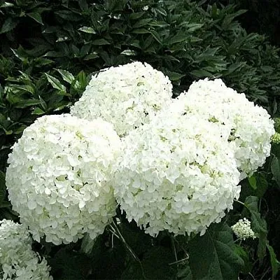 Гортензия АННАБЕЛЬ древовидная в Кемерово