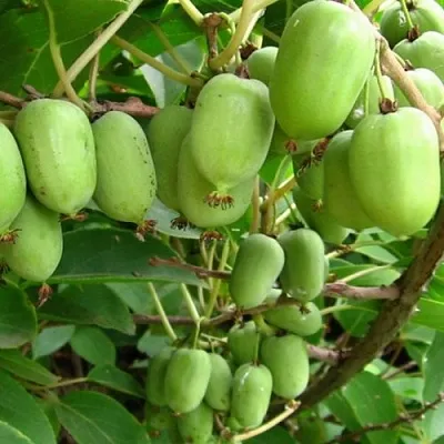 саженцы актинидии саженцы актинидии