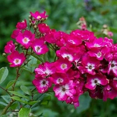 Саженцы роз МАРДЖОРИ ФЕЙР полиантовая  Саженцы роз МАРДЖОРИ ФЕЙР полиантовая в Кемерово