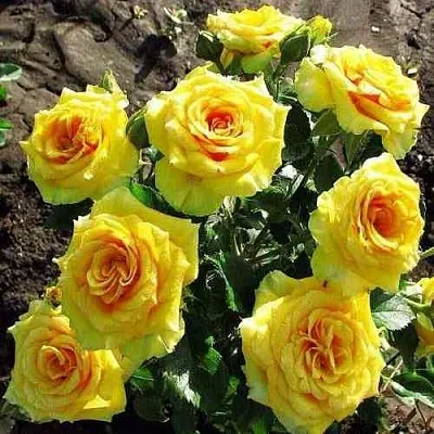 Саженцы роз САН СИТИ спрей в Кемерово