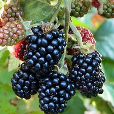 Ежевика ОУАЧИТА бесшипная — описание сорта Ежевика ОУАЧИТА бесшипная в Кемерово