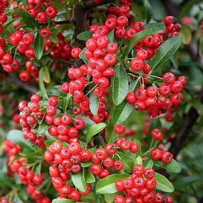 Пираканта РЕД КУИШОН в Кемерово