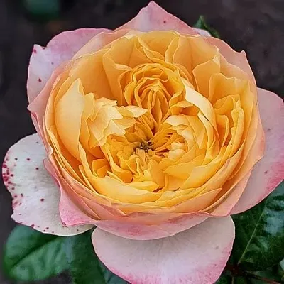 Саженцы роз ГОЛДЕН ВУВУЗЕЛА чайно-гибридная в Кемерово