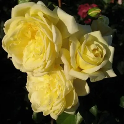 Саженцы роз КАЗИНО плетистая  Саженцы роз КАЗИНО плетистая в Кемерово