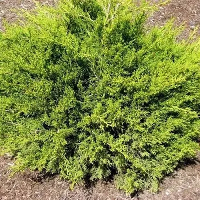 Можжевельник ИЗАБЕЛИН китайский  Можжевельник ИЗАБЕЛИН китайский в Кемерово