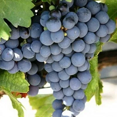 Виноград ЧЕСУРАН в Кемерово