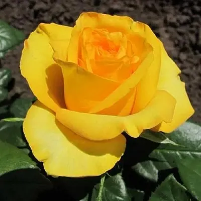 Саженцы роз КЕРИО чайно-гибридная в Кемерово