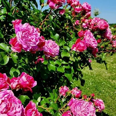 Саженцы роз ИНЕС САСТР плетистая  Саженцы роз ИНЕС САСТР плетистая в Кемерово