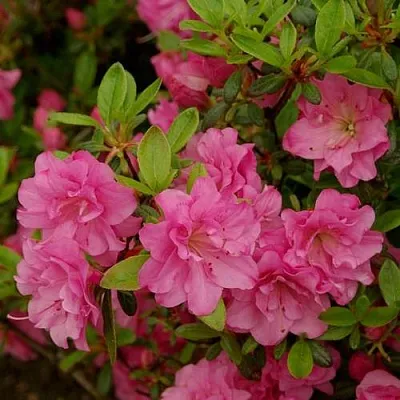 Азалия РОЗИНЕТТА японская  Азалия РОЗИНЕТТА японская в Кемерово