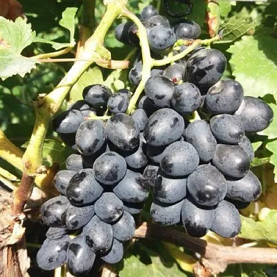 Виноград КИШМИШ АТТИКА  Виноград КИШМИШ АТТИКА в Кемерово