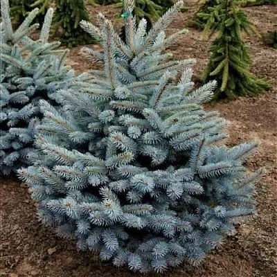 Ель МИСТИ БЛЮ голубая  Ель МИСТИ БЛЮ голубая в Кемерово