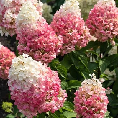 Гортензия ПИНКИ ПРОМИС метельчатая  Гортензия ПИНКИ ПРОМИС метельчатая в Кемерово