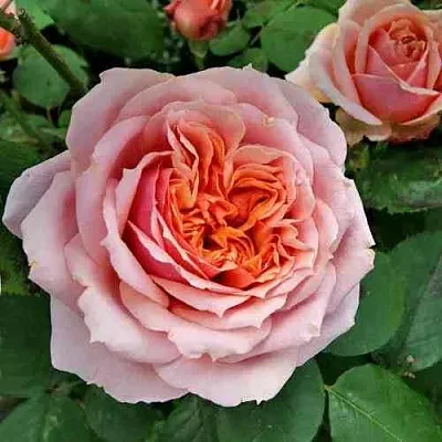 Саженцы роз ПОЛЬ БОКЮЗ шраб  Саженцы роз ПОЛЬ БОКЮЗ шраб в Кемерово