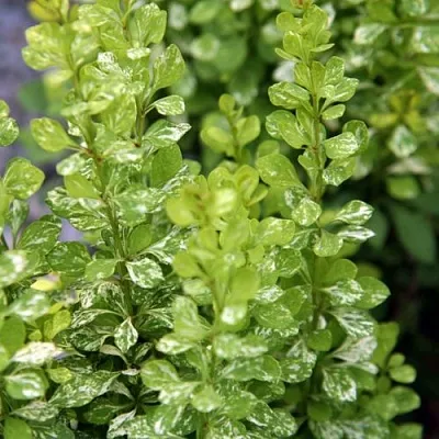 Барбарис ПАУ ВАУ тунберга  Барбарис ПАУ ВАУ тунберга в Кемерово