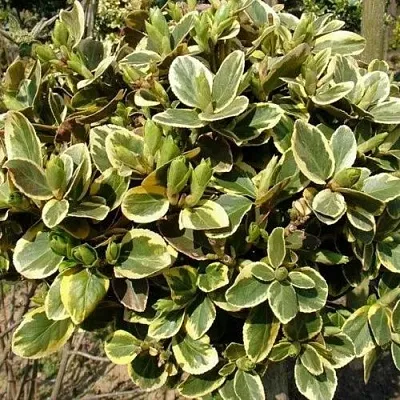 Бересклет КАНАДЕЙЛ ГОЛД   Бересклет КАНАДЕЙЛ ГОЛД  в Кемерово