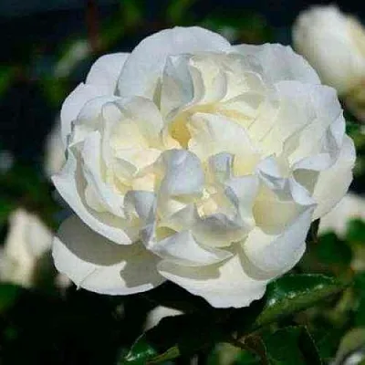 Саженцы роз ВАЙТ МЕЙДИЛАНД почвопокровная в Кемерово