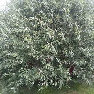 Ива СЕРЕБРИСТАЯ  Ива СЕРЕБРИСТАЯ в Кемерово