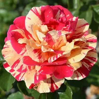 Саженцы роз ВАНИЛЛА ФРАЙЗ плетистая  Саженцы роз ВАНИЛЛА ФРАЙЗ плетистая в Кемерово