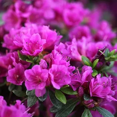 Азалия ХИРОКА японская  Азалия ХИРОКА японская в Кемерово