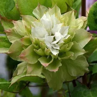 Клематис СЕН-НО-КЕЙЗ в Кемерово