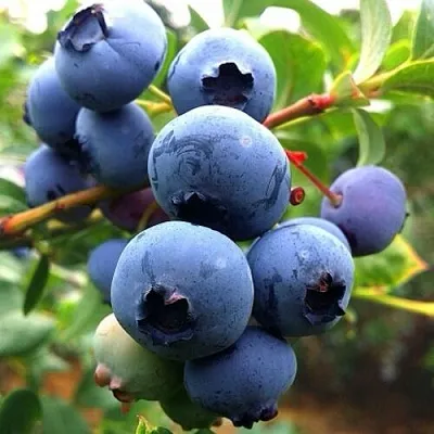 Голубика ДЮК в Кемерово