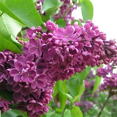 Сирень ДЕНЬ ПОБЕДЫ в Кемерово