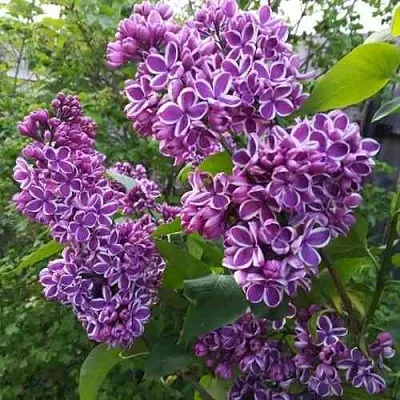 Сирень СЕНСАЦИЯ  Сирень СЕНСАЦИЯ в Кемерово