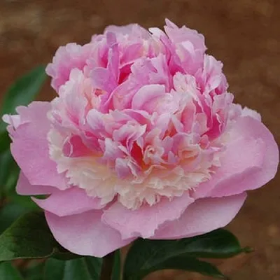 Пион ЭНДЖЕЛ ЧИКС травянистый  Пион ЭНДЖЕЛ ЧИКС травянистый в Кемерово