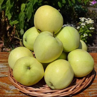 Яблоня ПАПИРОВКА  Яблоня ПАПИРОВКА в Кемерово