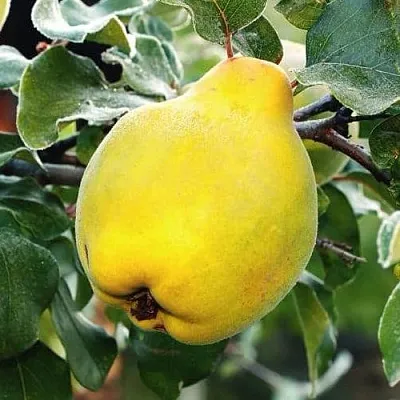 Айва РУМО  Айва РУМО в Кемерово