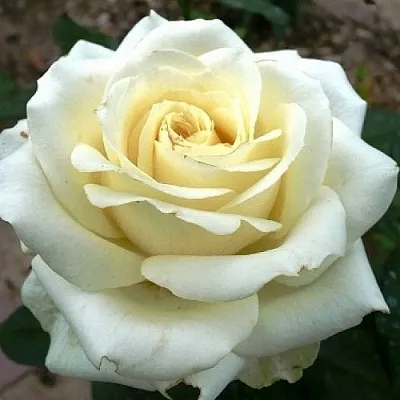 Саженцы роз ЭДВАНС чайно-гибридная в Кемерово