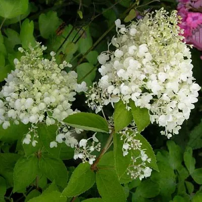 Гортензия ДАРТС ЛИТТЛ ДОТТ метельчатая  Гортензия ДАРТС ЛИТТЛ ДОТТ метельчатая в Кемерово