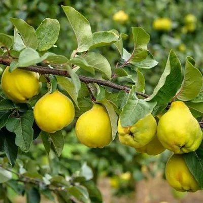 Айва ТРИУМФ  Айва ТРИУМФ в Кемерово