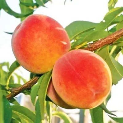 Персик ОНТАРИО — описание сорта Персик ОНТАРИО в Кемерово