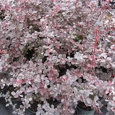 Барбарис СИЛЬВЕР МИЛЕС оттавский   Барбарис СИЛЬВЕР МИЛЕС оттавский  в Кемерово