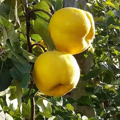 Айва МАРИЯ  Айва МАРИЯ в Кемерово