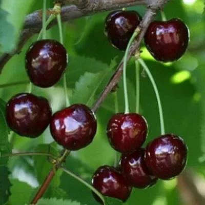 Черешня НАРОДНАЯ в Кемерово